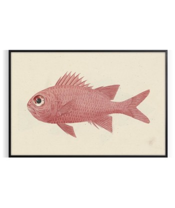 Affiche D’Animaux Poisson en stock