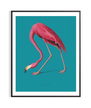 Affiche Animalier Flamant Rose des créatures d'habitude