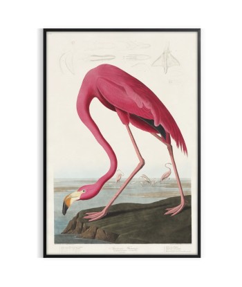 Affiche Faune Flamant Rose 1 offre 